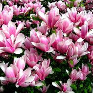 Саджанець Магнолія гібридна Хевен Сцент в контейнері